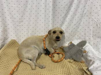 Chihuahua Dogs Available for Adoption in Modesto, California - A610914 | PetCurious