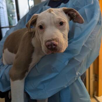 Louellen -  Pit Bull Terrier Dog for Adoption in Baltimore, Maryland - Louellen | PetCurious