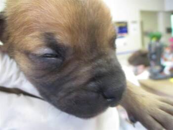 CARMELLO -  Pit Bull Terrier Dog for Adoption in Ocala, Florida - CARMELLO | PetCurious