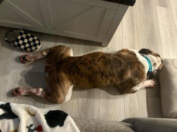 Cascade -  English Bulldog Dog for Adoption in Merrillville, Indiana - Cascade | PetCurious