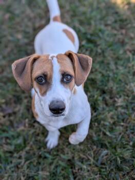 Rescue Miniature Dachshund and Terrier Dogs for Adoption in Baton Rouge, Louisiana - Coraline | PetCurious