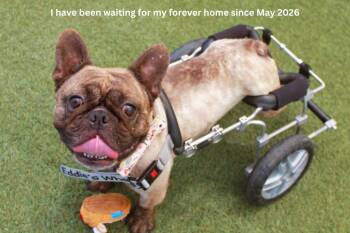 Caboose *special needs* -  French Bulldog Dog for Adoption in Gardena, California - Caboose *special Needs* | PetCurious