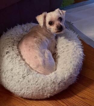 Alvin -  Lhasa Apso Dog for Adoption in De Pere, Wisconsin - Alvin | PetCurious