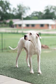 Rescue Dogo Argentino Dogs for Adoption in Florala, Alabama - Lola | PetCurious