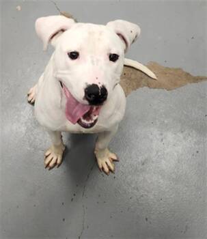 FREDDY MECURY -  Pit Bull Terrier Dog for Adoption in Peoria, Illinois - FREDDY MECURY | PetCurious
