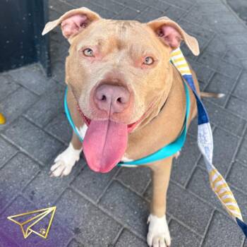 Sage -  Pit Bull Terrier Dog for Adoption in Des Moines, Iowa - Sage | PetCurious
