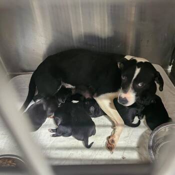 Mixed Breed Dogs Available for Adoption in Mount Vernon, Arkansas - Gemma | PetCurious
