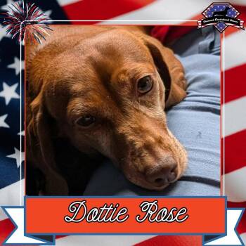 Dottie Rose+ -  Dachshund Dog for Adoption in San Antonio, Texas - Dottie Rose+ | PetCurious