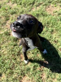 MARRON -  Mixed Breed Dog for Adoption in Holbrook, New York - MARRON | PetCurious