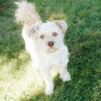 Rescue Poodle Dogs for Adoption in Northbrook, Illinois - Milo | PetCurious