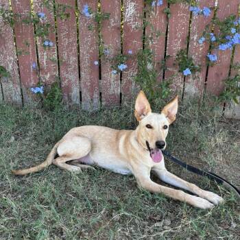 Rescue Whippet and Shepherd Dogs for Adoption in Austin, Texas - Maddie RW | PetCurious