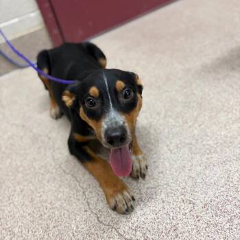Gretta -  Australian Shepherd and Mixed Breed Dog for Adoption in Ardmore, Oklahoma - Gretta | PetCurious