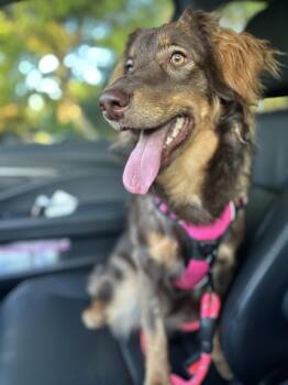 Chloe -  Australian Shepherd Dog for Adoption in Tampa, Florida - Chloe | PetCurious