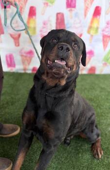 Walton -  Rottweiler Dog for Adoption in Deering, New Hampshire - Walton | PetCurious