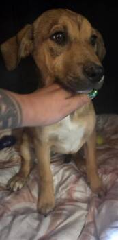 Mixed Breed Dogs Available for Adoption - 60637755 | PetCurious