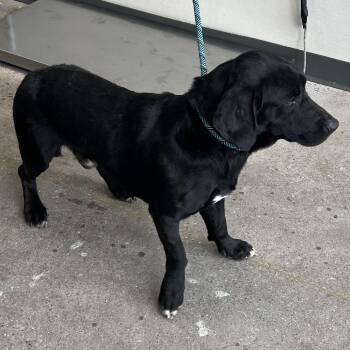 Dodger -  Mixed Breed Dog for Adoption in Las Cruces, New Mexico - Dodger | PetCurious