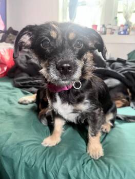 Big Mama -  Border Terrier Dog for Adoption in Sagaponack, New York - Big Mama | PetCurious