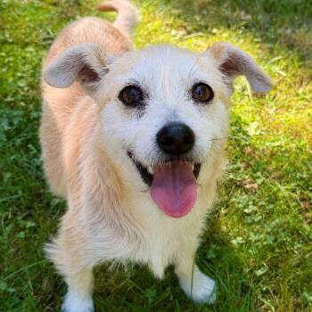 Chica -  Terrier and Mixed Breed Dog for Adoption in Pelham, New Hampshire - Chica | PetCurious
