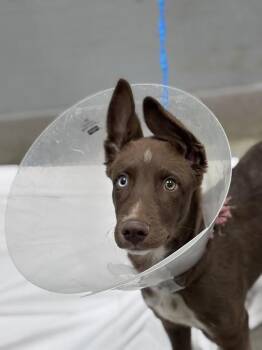 Labrador Retriever and Mixed Breed Dogs Available for Adoption in Las Vegas, Nevada - YAVIR | PetCurious