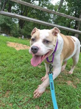 Herbie -  Mixed Breed Dog for Adoption in Reisterstown, Maryland - Herbie | PetCurious