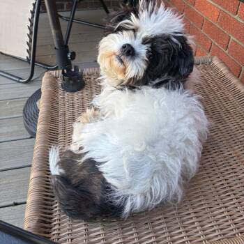 Mabel -  Mixed Breed Dog for Adoption in Dearborn, Michigan - Mabel | PetCurious
