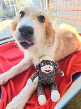 Zuke the Great Pyrenees Mix Puppy -  Great Pyrenees Dog for Adoption in Muskego, Wisconsin - Zuke The Great Pyrenees Mix Puppy | PetCurious