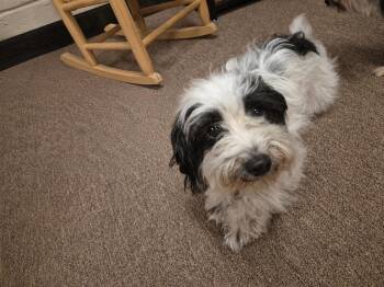 Moo Moo -  Maltese Dog for Adoption in Colorado Springs, Colorado - Moo Moo | PetCurious