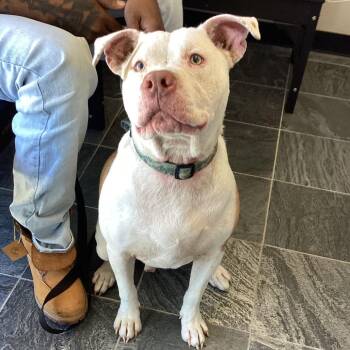 Pit Bull Terrier Dogs Available for Adoption - Popcorn | PetCurious