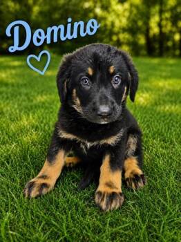 Domino -  Bernese Mountain Dog and German Shepherd Dog Dog for Adoption in Malvern, Pennsylvania - Domino | PetCurious