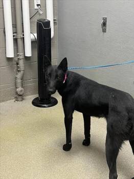 Belgian Shepherd Malinois Dogs Available for Adoption - DOC SAM | PetCurious