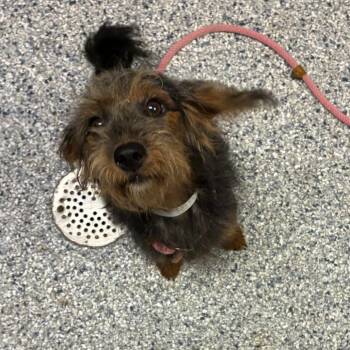 Terrier and Mixed Breed Dogs Available for Adoption in Birmingham, Alabama - Celeste | PetCurious