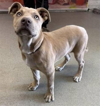 Pit Bull Terrier Dogs Available for Adoption in San Bernardino, California - RAJ | PetCurious