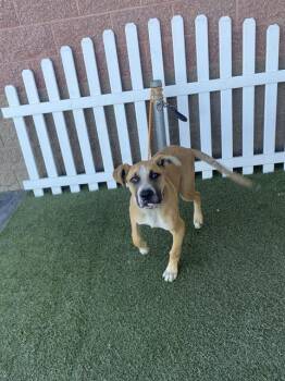 Pit Bull Terrier and Mixed Breed Dogs Available for Adoption - A608178 | PetCurious