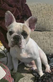 French Bulldog Dogs Available for Adoption in Syracuse, New York - Spot | PetCurious