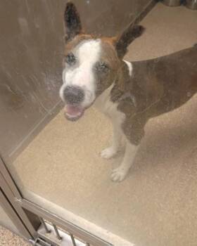 Australian Cattle Dog Blue Heeler and Mixed Breed Dogs Available for Adoption in Albuquerque, New Mexico - DANE | PetCurious