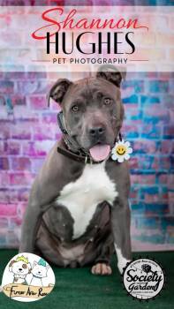 Mira -  Mixed Breed Dog for Adoption in Macon, Georgia - Mira | PetCurious