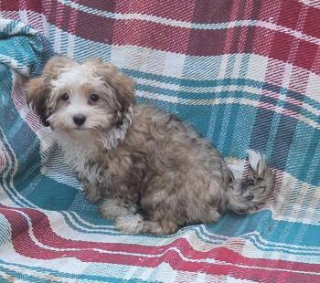 Havapoo -  Havanese and Poodle Dog for Adoption in Woodsfield, Ohio - Havapoo | PetCurious