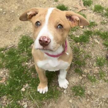 Australian Shepherd and Mixed Breed Dogs Available for Adoption in Eastford, Connecticut - NY Nadine Avail Apr 25 (Tractor Supply Patterson NY) | PetCurious
