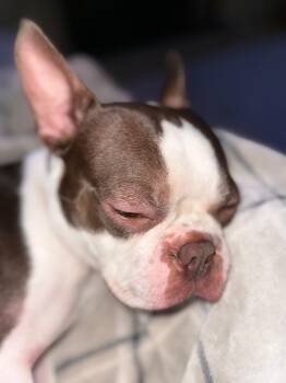 Rescue Boston Terrier Dogs for Adoption in Waukesha, Wisconsin - Lightning | PetCurious