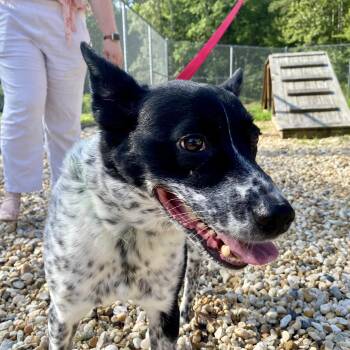 Buddy -  Australian Cattle Dog Blue Heeler Dog for Adoption in King George, Virginia - Buddy | PetCurious