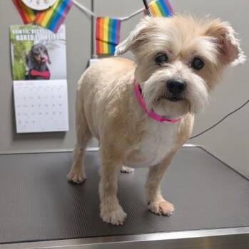 SONIA -  Maltese and Mixed Breed Dog for Adoption in Las Vegas, Nevada - SONIA | PetCurious