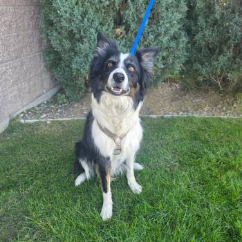 Max -  Border Collie Dog for Adoption in Great Falls, Montana - Max | PetCurious
