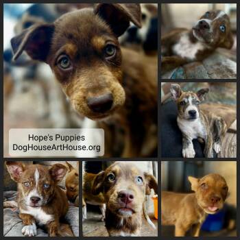 Cattle Dog Dogs Available for Adoption in Goliad, Texas - Hope