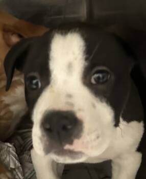 Rescue Pit Bull Terrier and Mixed Breed Dogs for Adoption in Spartanburg, South Carolina - Clark | PetCurious