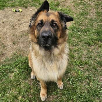 Rex -  German Shepherd Dog Dog Available for Adoption in Conway, New Hampshire - Rex | PetCurious