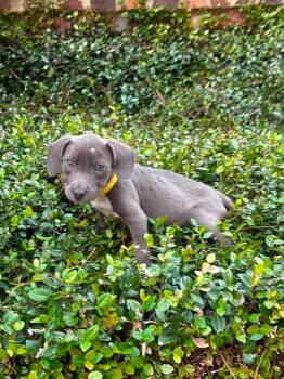 Demi -  Pit Bull Terrier Dog for Adoption in Glocester, Rhode Island - Demi | PetCurious
