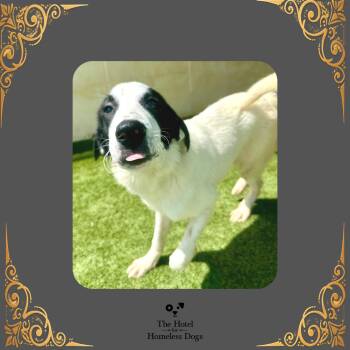 Spunkalicious -  Great Pyrenees and Mixed Breed Dog for Adoption in Cumberland, Rhode Island - Spunkalicious | PetCurious