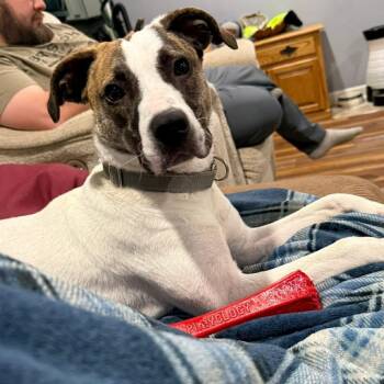 Rescue Basset Hound and Terrier Dogs for Adoption in Enfield, Connecticut - Joy | PetCurious