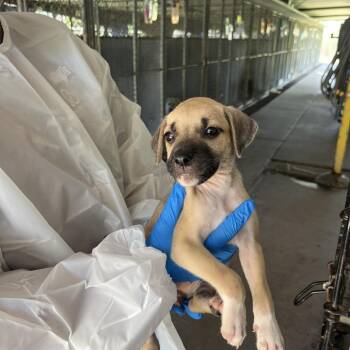 Sharky -  Shepherd Dog for Adoption in Edinburg, Texas - Sharky | PetCurious