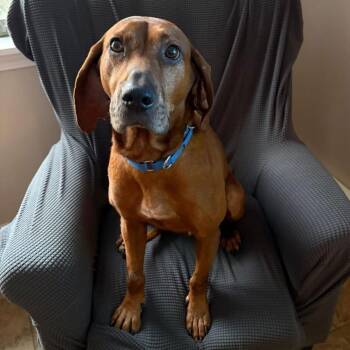 Coonhound and Redbone Coonhound Dogs Available for Adoption - Lenny | PetCurious